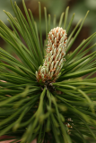 Pinus mugo RCP4-2015 077.JPG